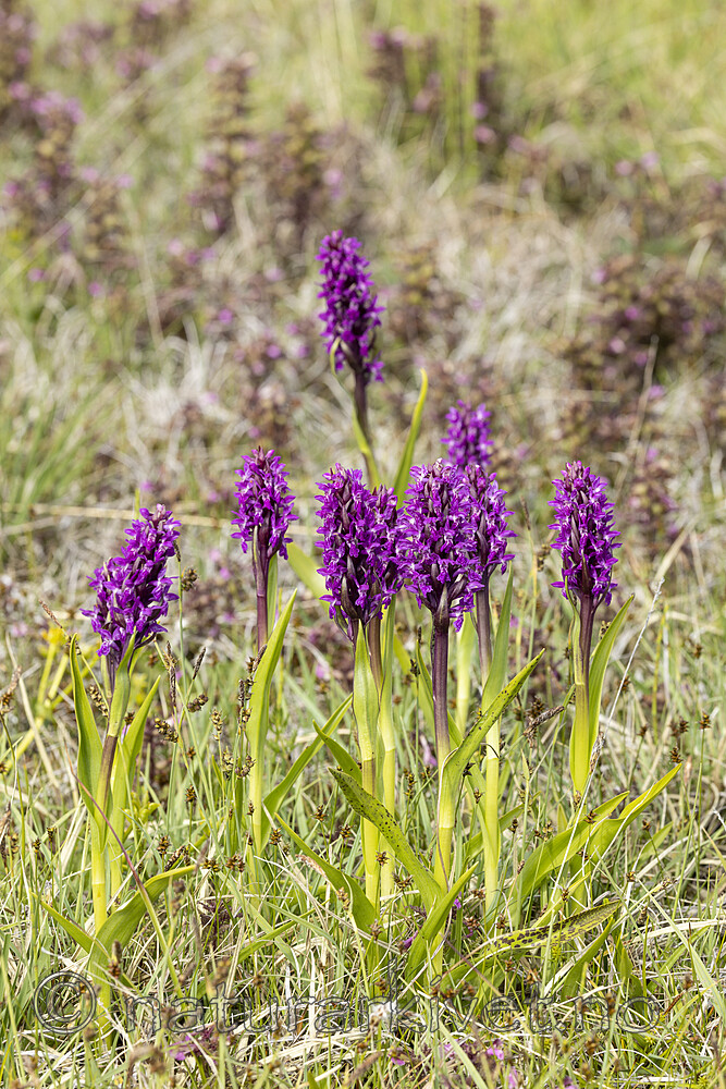 KA_220608_50 / Dactylorhiza incarnata / Engmarihand