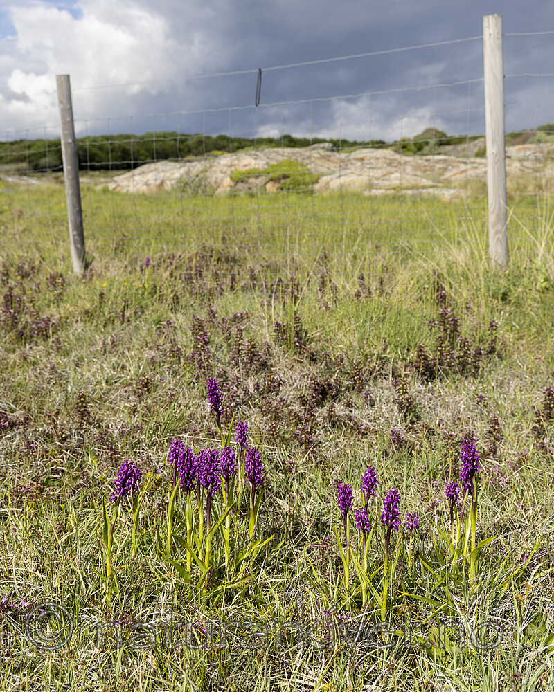 KA_220608_54 / Dactylorhiza incarnata / Engmarihand