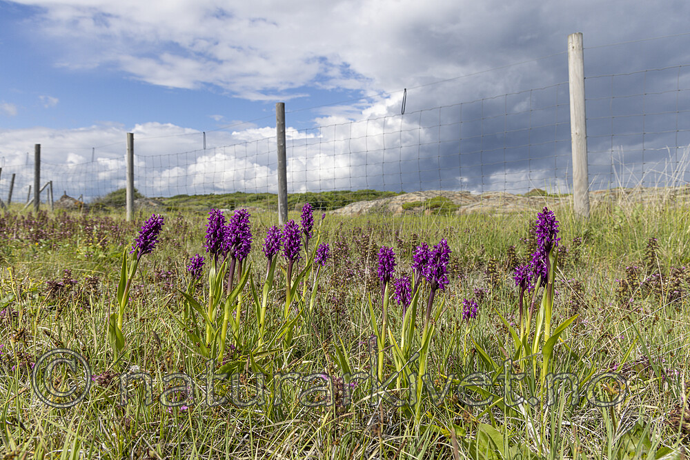 KA_220608_58 / Dactylorhiza incarnata / Engmarihand