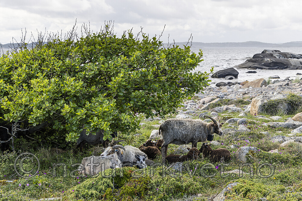 KA_220608_6 / Ovis aries / Sau
