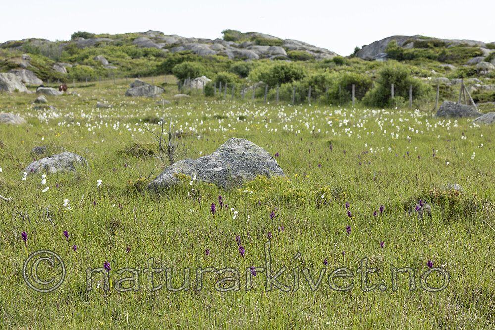 KA_220608_62 / Dactylorhiza incarnata / Engmarihand