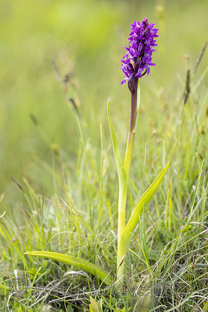 KA_220608_64 / Dactylorhiza incarnata / Engmarihand