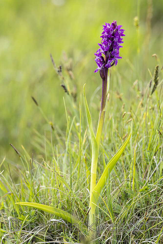 KA_220608_65 / Dactylorhiza incarnata / Engmarihand