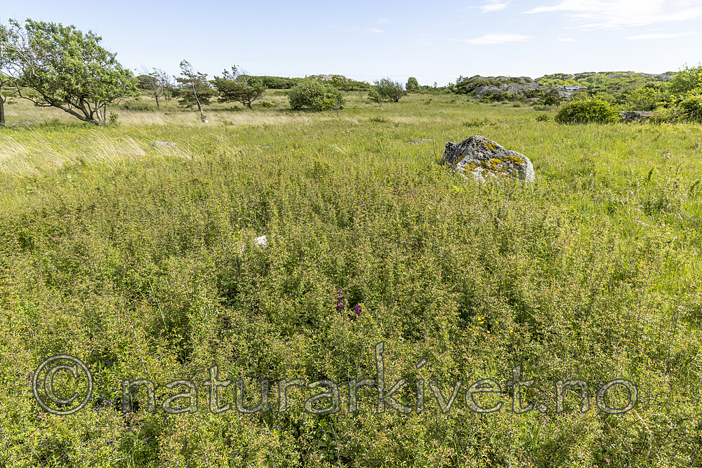 KA_220608_69 / Prunus spinosa / Slåpetorn