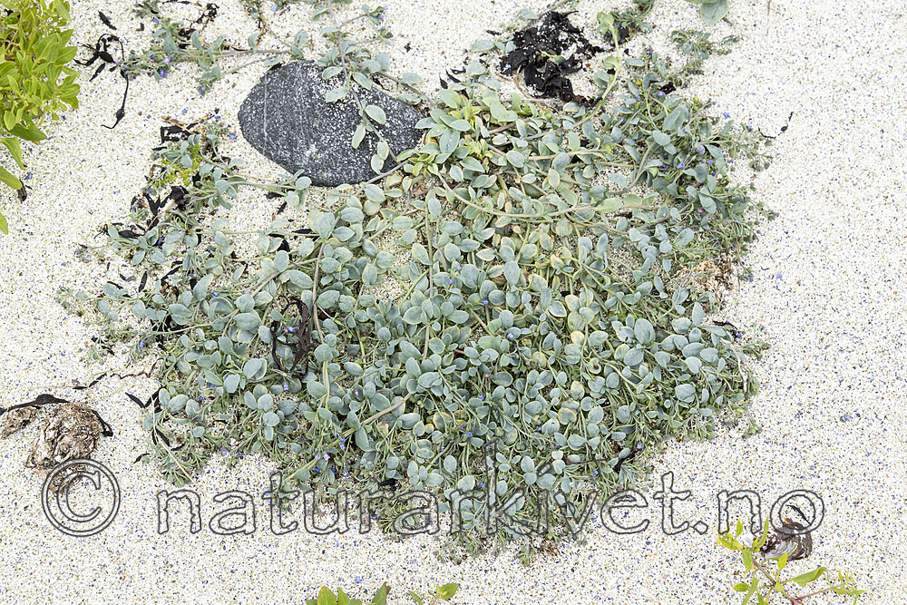 KA_220816_61 / Mertensia maritima / østersurt