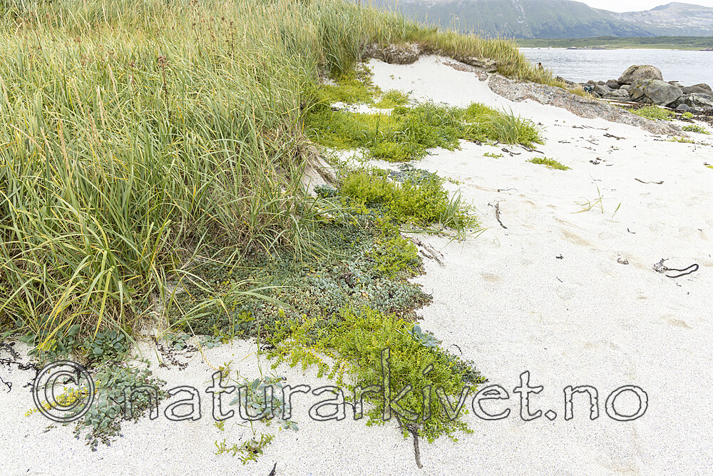 KA_220816_62 / Mertensia maritima / østersurt