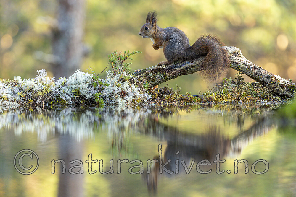 KA_220930_13 / Sciurus vulgaris / Ekorn