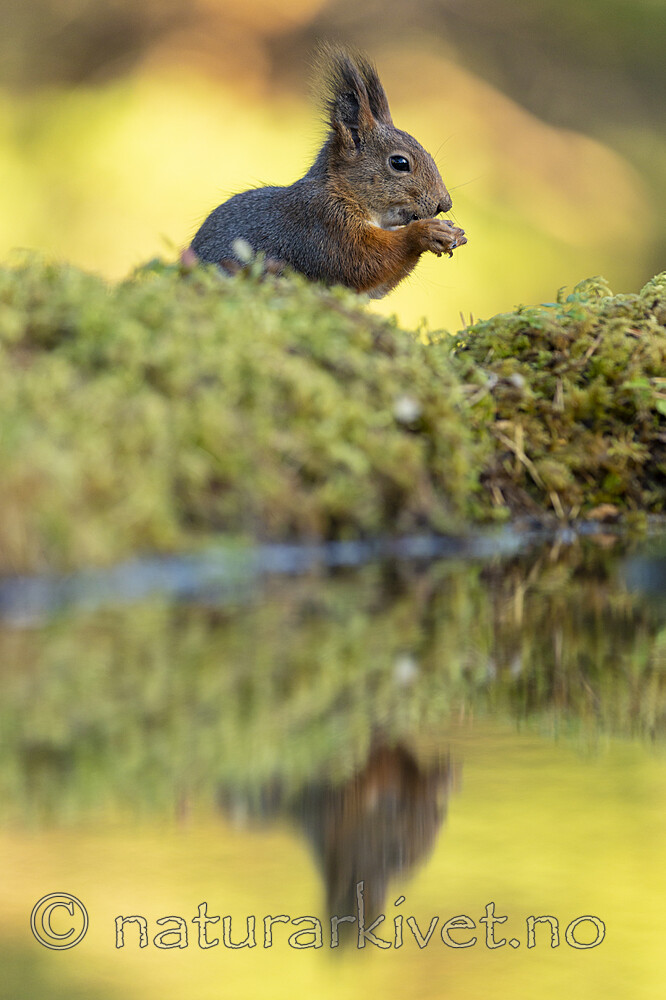 KA_220930_21 / Sciurus vulgaris / Ekorn