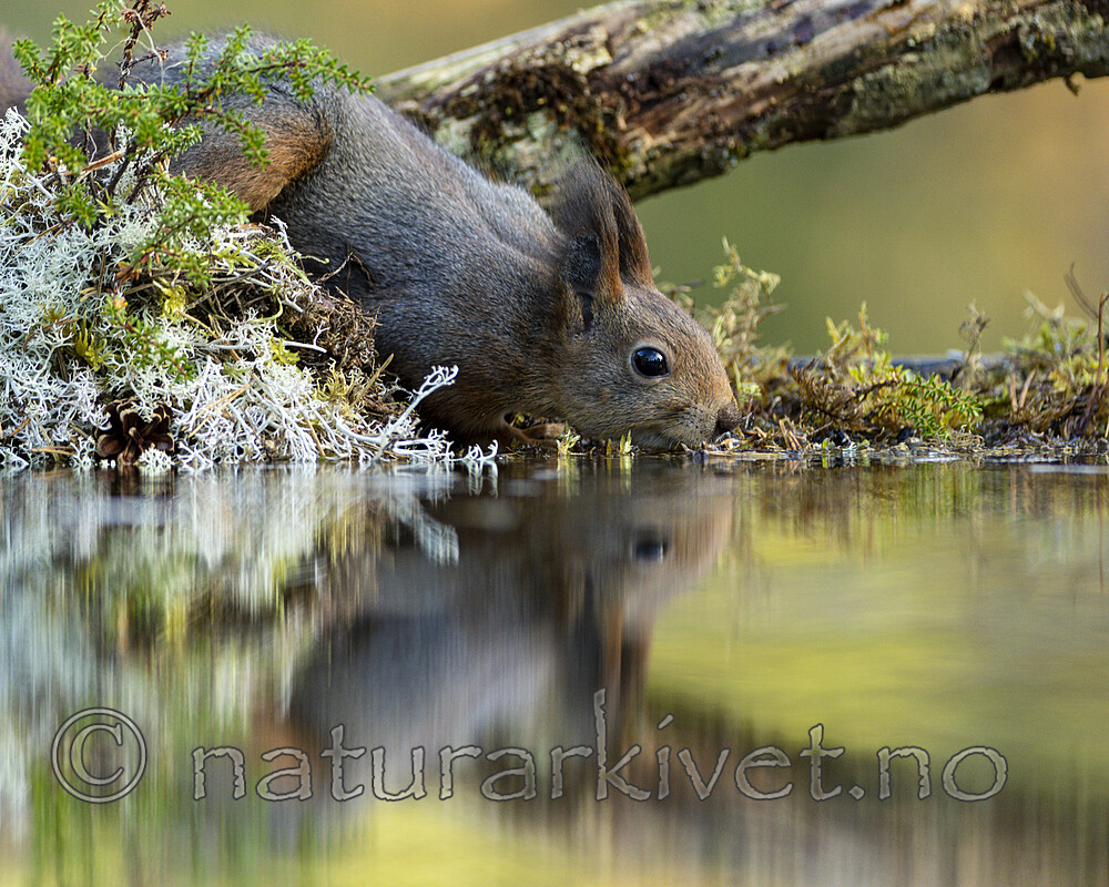 KA_220930_22 / Sciurus vulgaris / Ekorn