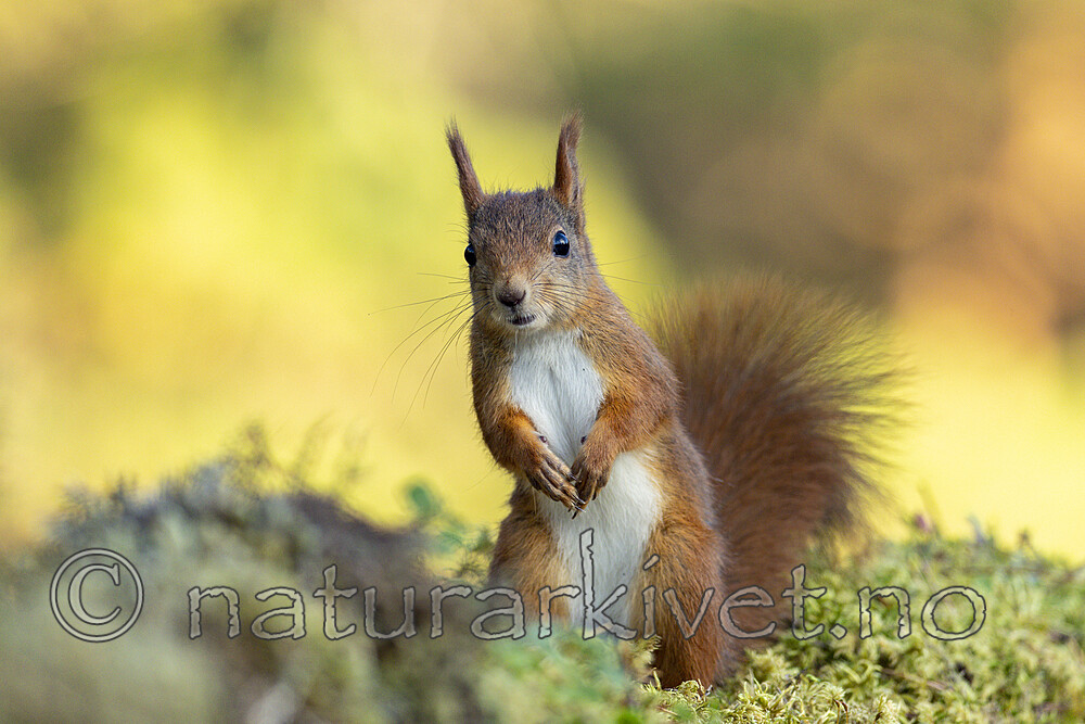 KA_220930_27 / Sciurus vulgaris / Ekorn