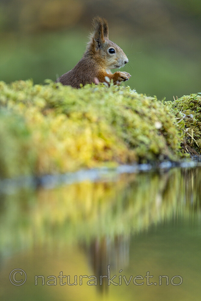 KA_220930_30 / Sciurus vulgaris / Ekorn