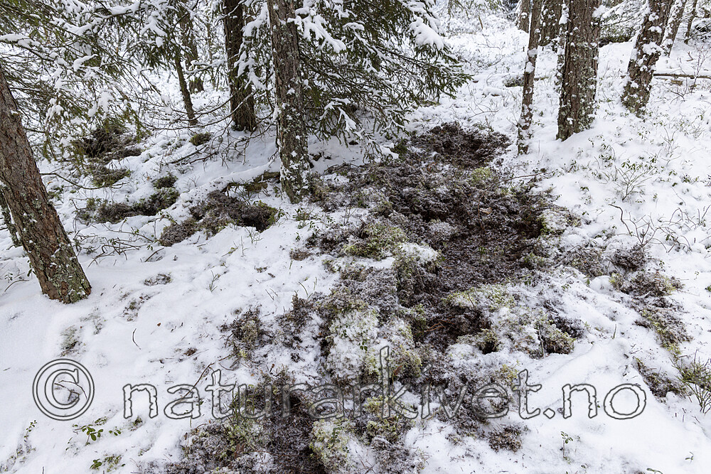 KA_221212_7 / Sus scrofa / Villsvin