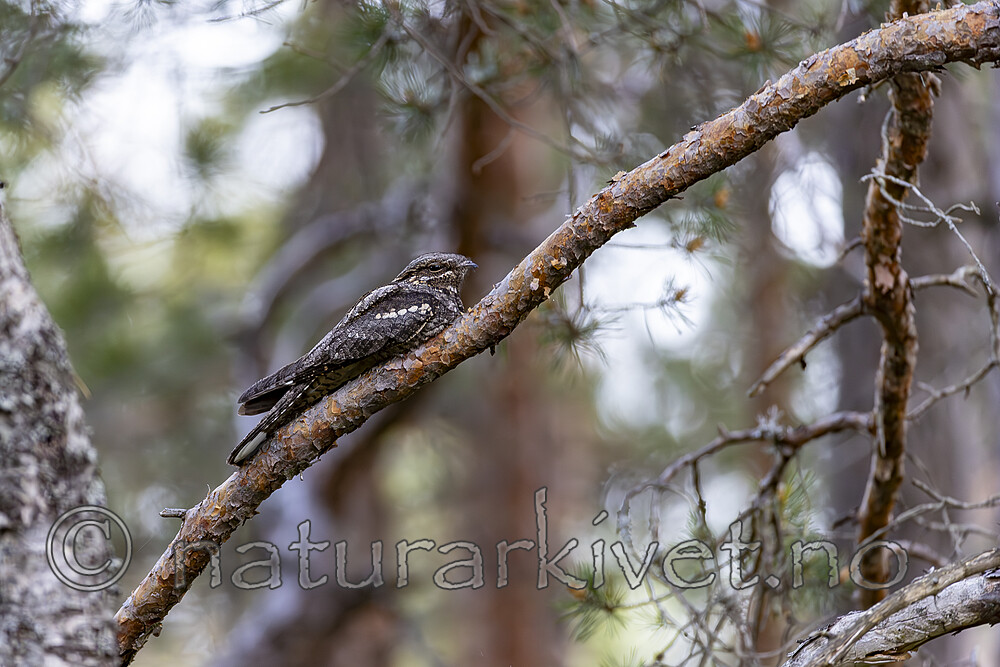 KA_230611_1 / Caprimulgus europaeus / Nattravn