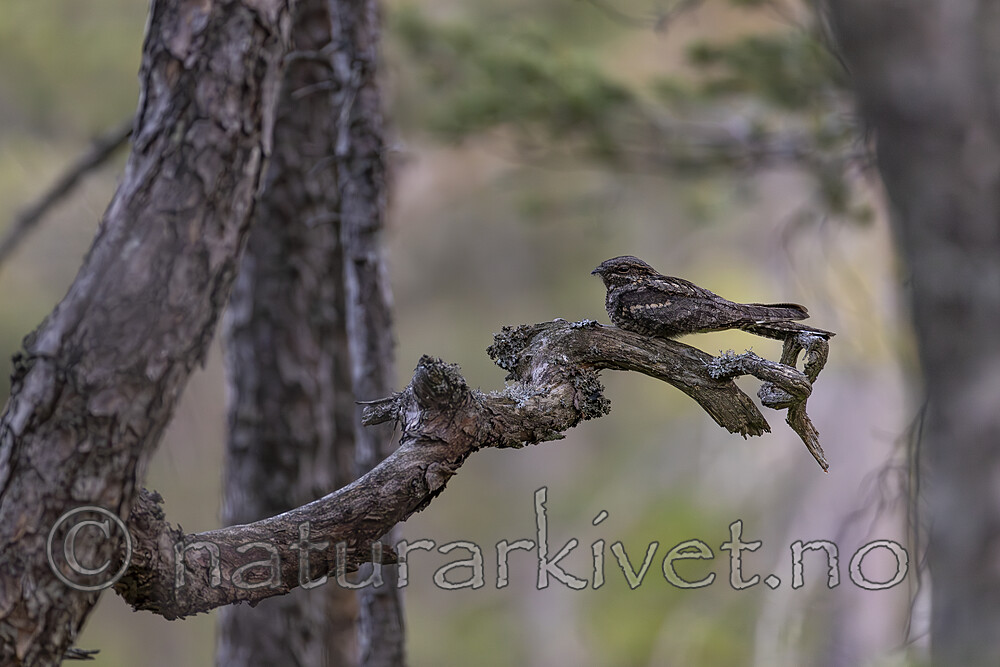 KA_230611_3 / Caprimulgus europaeus / Nattravn