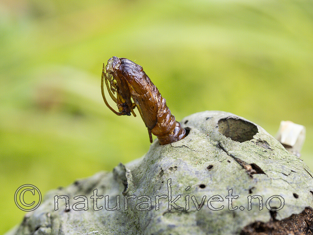 KA_230822_4 / Scardia boletella / Knuskkjukemøll