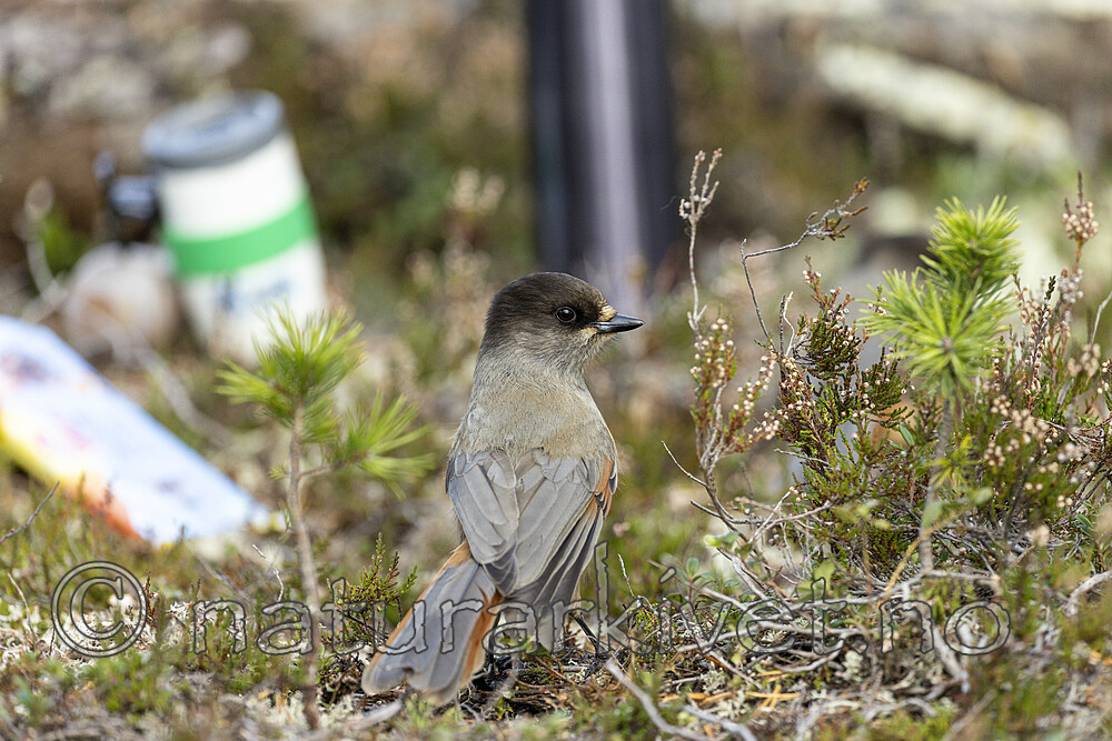 KA_230929_12 / Perisoreus infaustus / Lavskrike