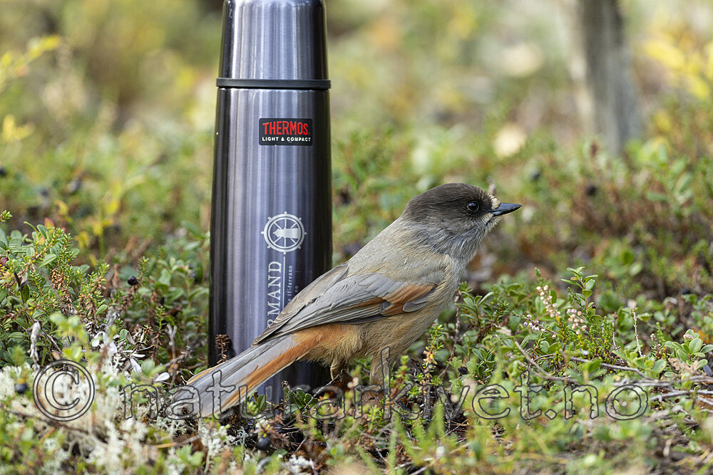 KA_230929_15 / Perisoreus infaustus / Lavskrike