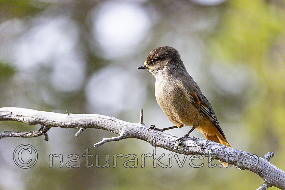 KA_230929_20 / Perisoreus infaustus / Lavskrike