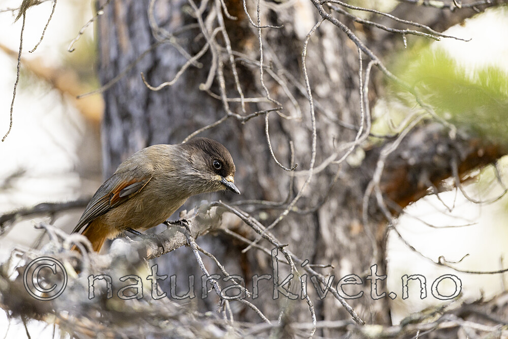 KA_230929_25 / Perisoreus infaustus / Lavskrike