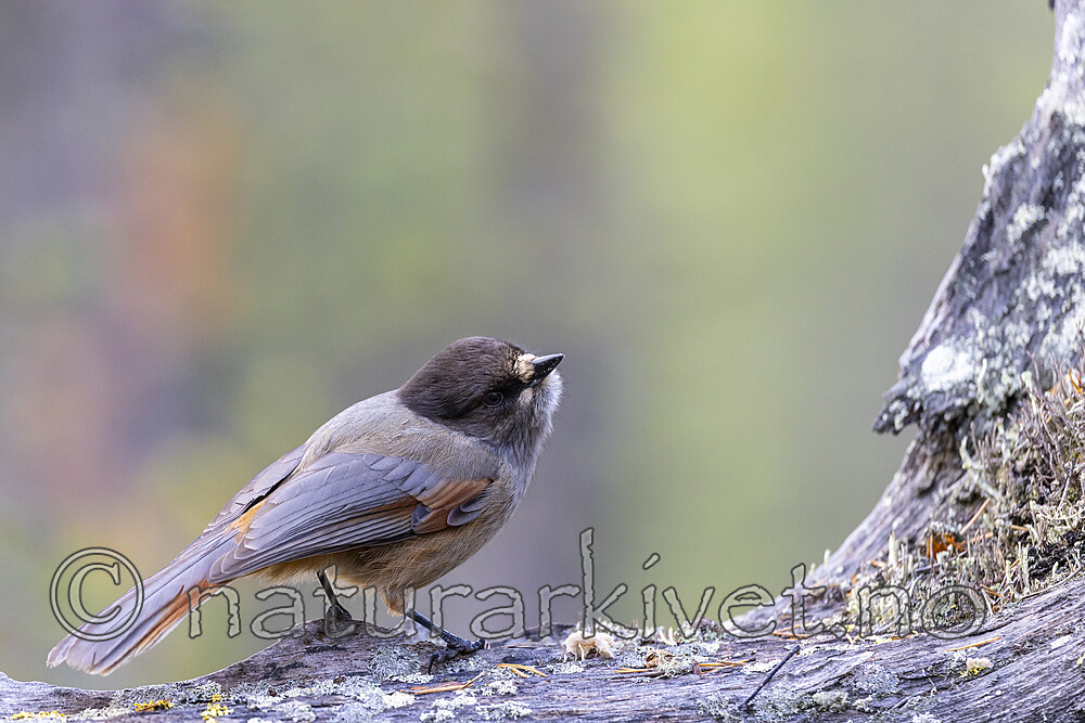 KA_230929_30 / Perisoreus infaustus / Lavskrike