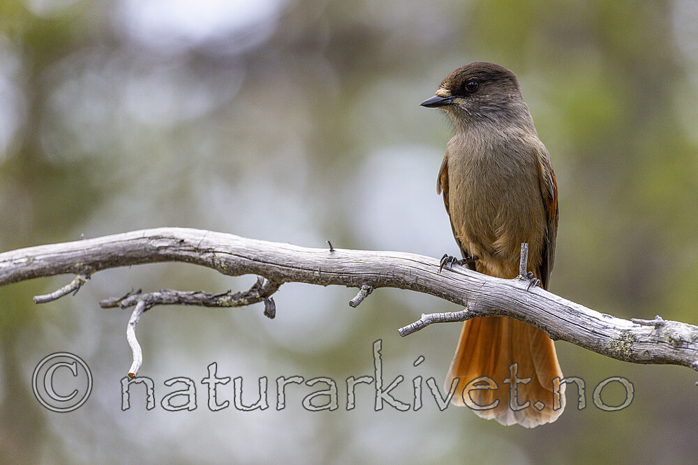 KA_230929_42 / Perisoreus infaustus / Lavskrike