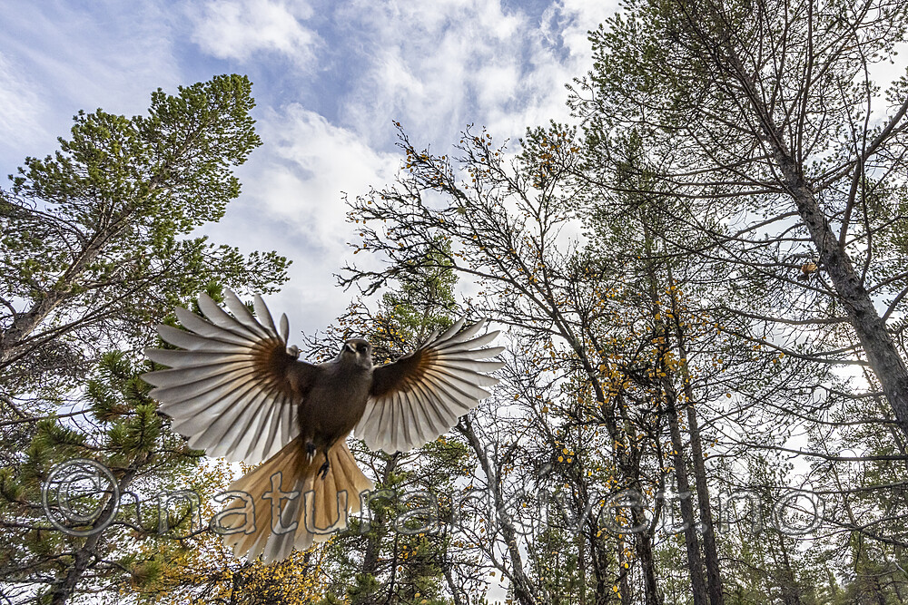 KA_230929_43 / Perisoreus infaustus / Lavskrike