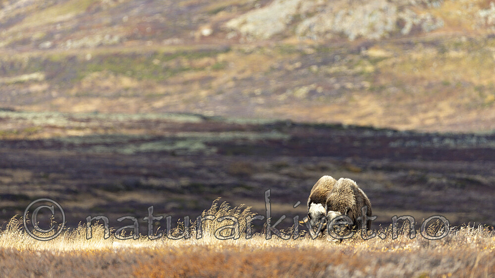 KA_230930_14 / Ovibos moschatus / Moskusfe