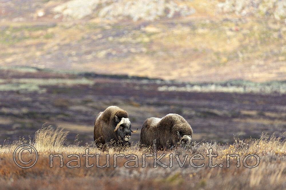 KA_230930_15 / Ovibos moschatus / Moskusfe