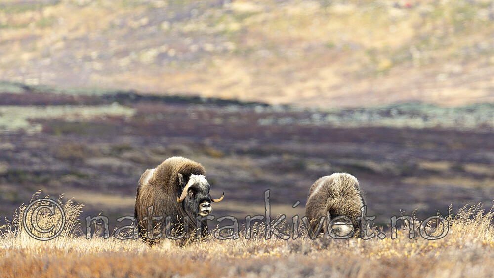 KA_230930_17 / Ovibos moschatus / Moskusfe