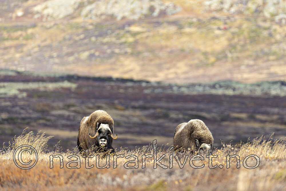 KA_230930_18 / Ovibos moschatus / Moskusfe