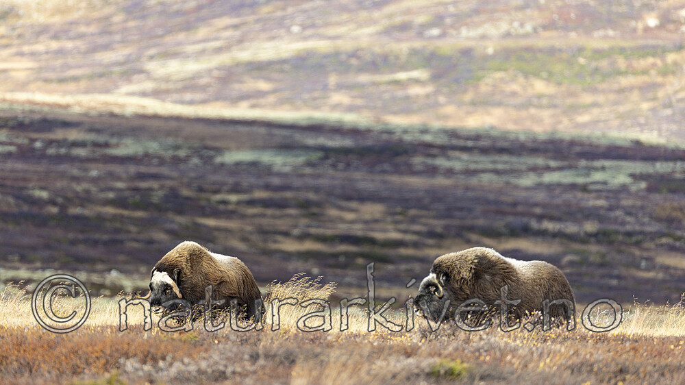 KA_230930_19 / Ovibos moschatus / Moskusfe