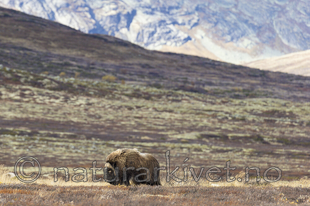 KA_230930_29 / Ovibos moschatus / Moskusfe