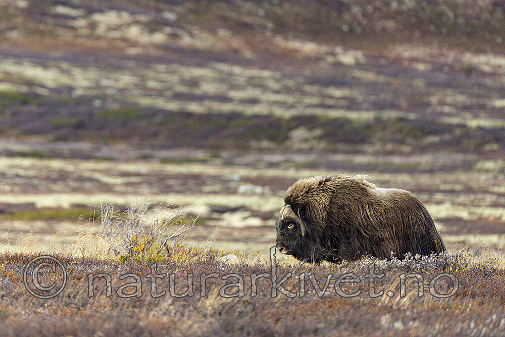 KA_230930_30 / Ovibos moschatus / Moskusfe