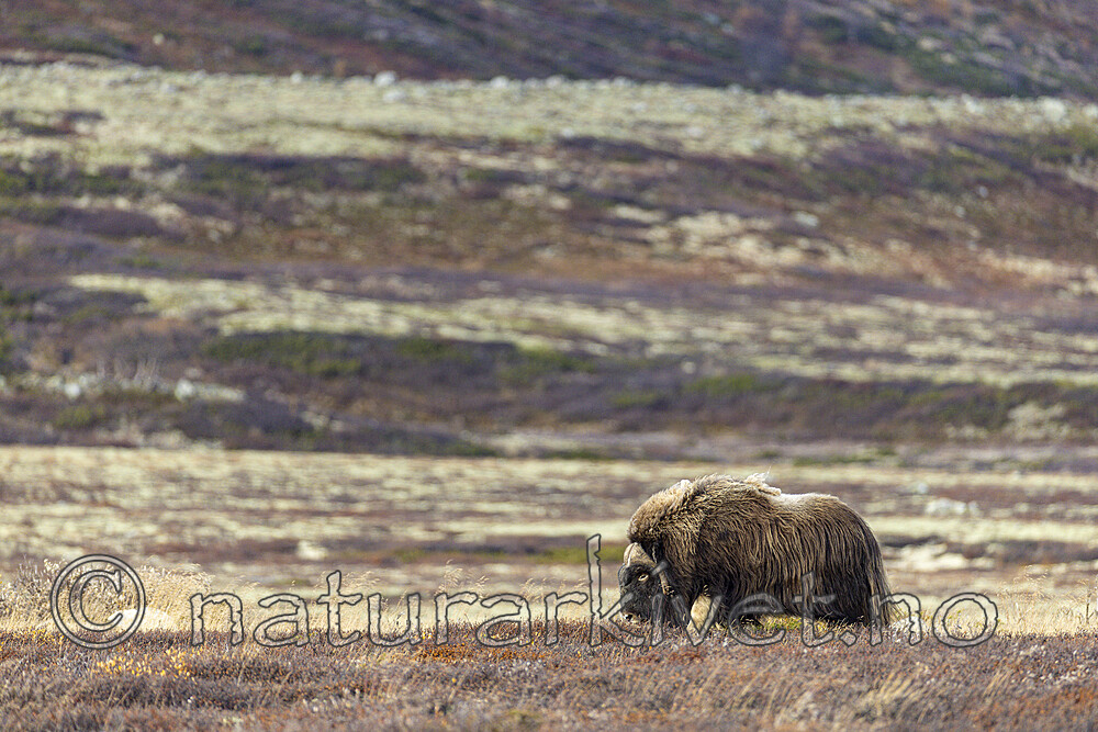 KA_230930_31 / Ovibos moschatus / Moskusfe