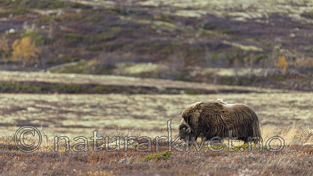 KA_230930_32 / Ovibos moschatus / Moskusfe