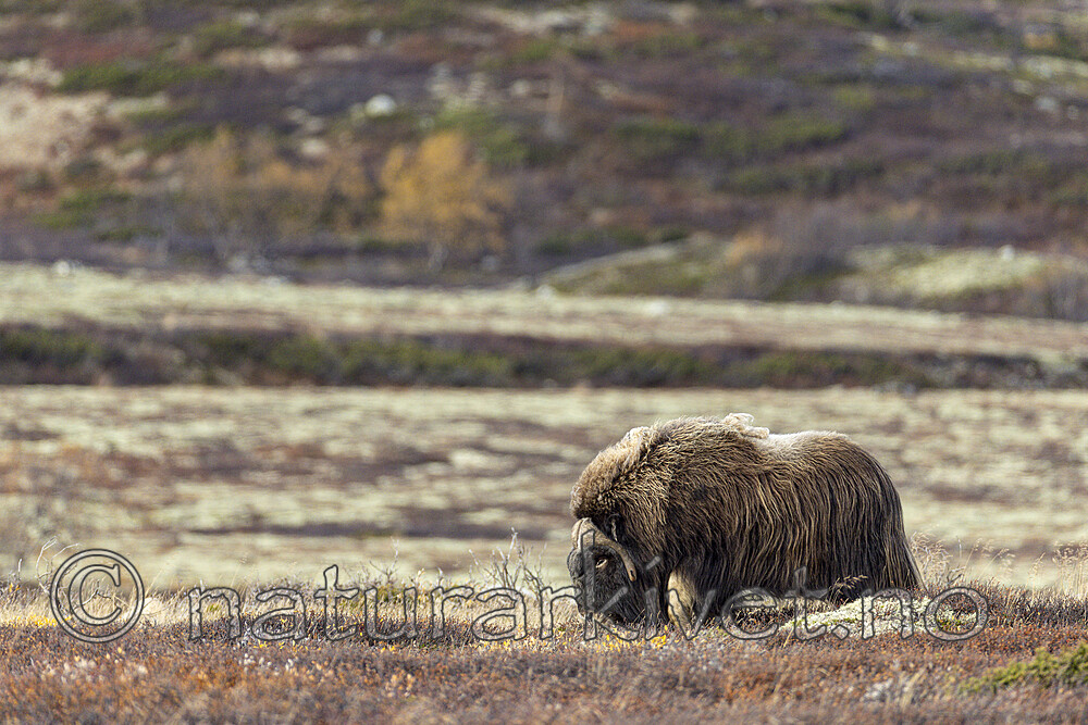 KA_230930_33 / Ovibos moschatus / Moskusfe