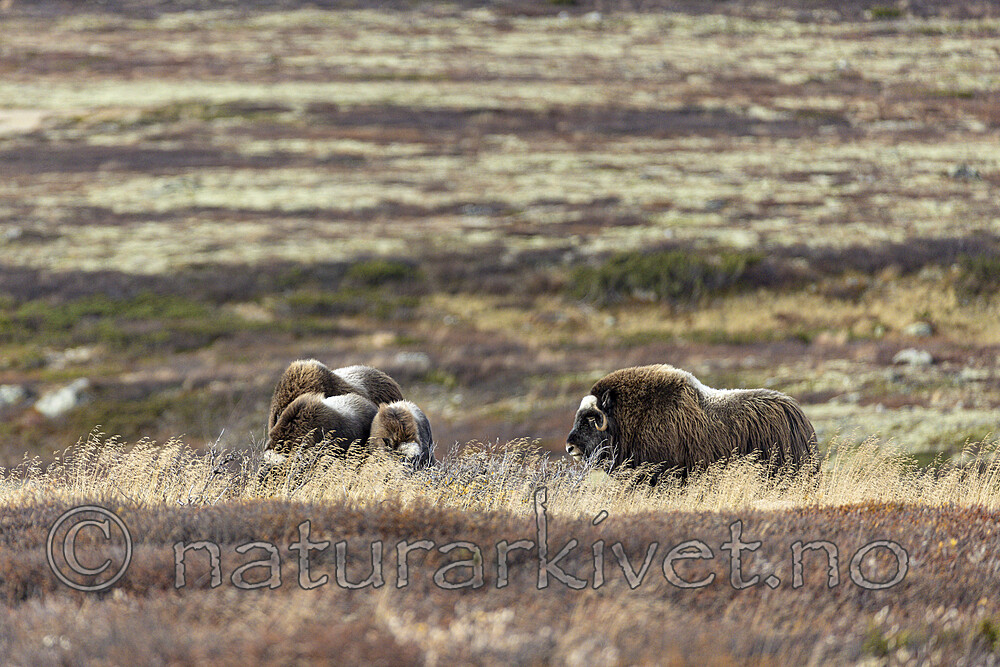 KA_230930_34 / Ovibos moschatus / Moskusfe