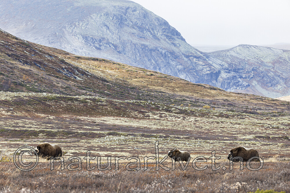 KA_230930_36 / Ovibos moschatus / Moskusfe