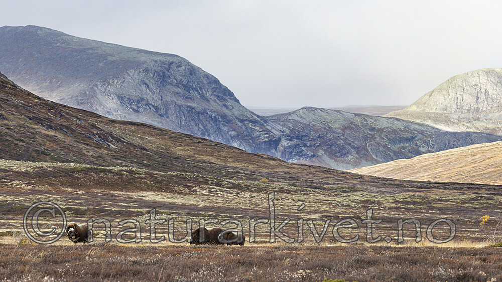 KA_230930_37 / Ovibos moschatus / Moskusfe