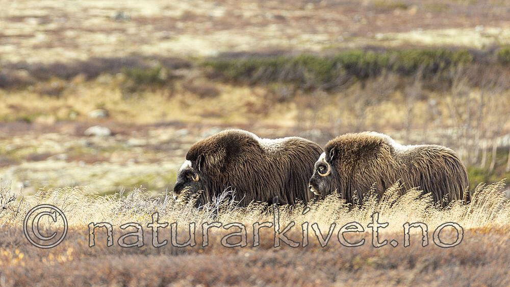 KA_230930_39 / Ovibos moschatus / Moskusfe