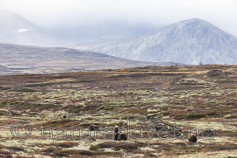 KA_230930_46 / Ovibos moschatus / Moskusfe