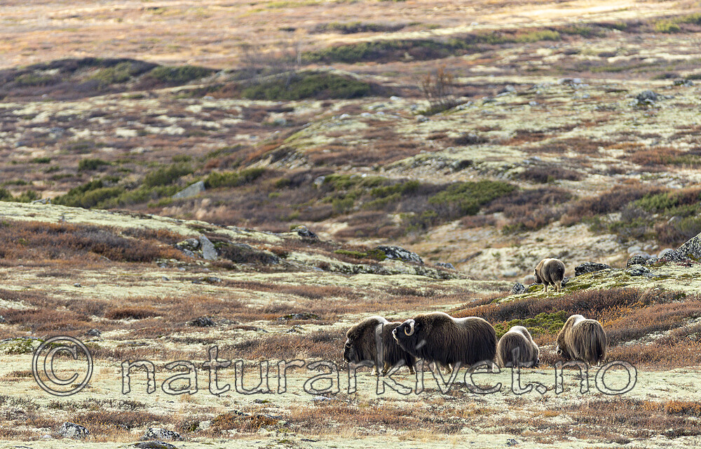 KA_230930_50 / Ovibos moschatus / Moskusfe