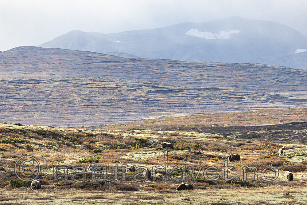 KA_230930_53 / Ovibos moschatus / Moskusfe