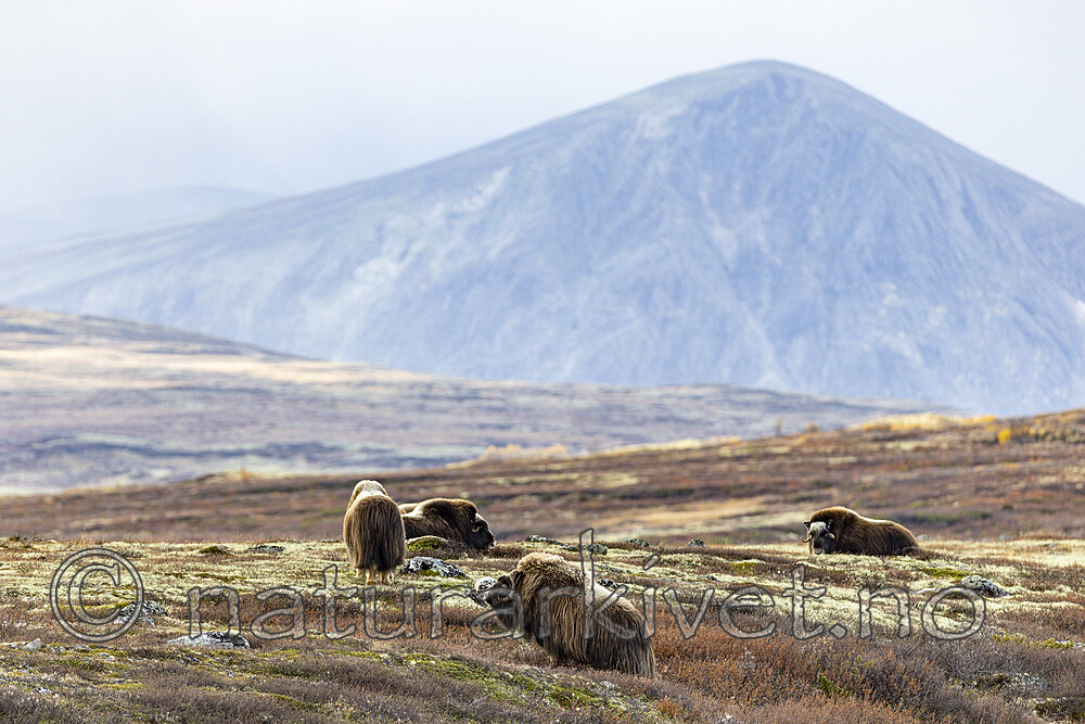 KA_230930_70 / Ovibos moschatus / Moskusfe