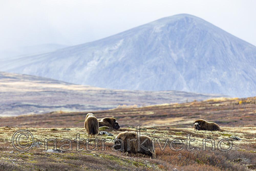 KA_230930_71 / Ovibos moschatus / Moskusfe