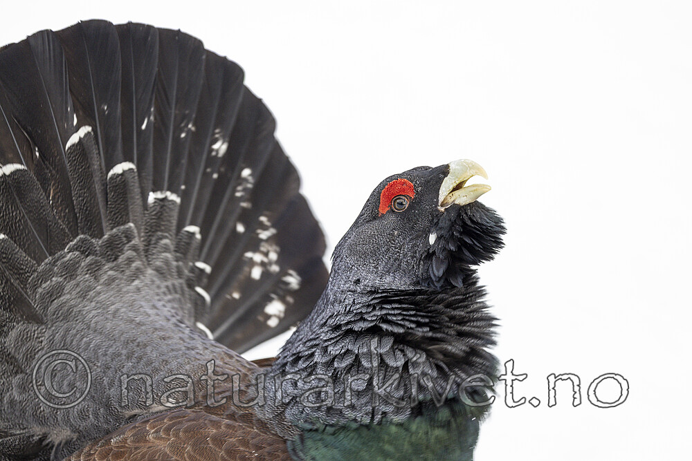 KA_240324_73 / Tetrao urogallus / Storfugl