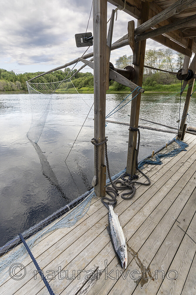 KA_250624_24 / Salmo salar / Laks