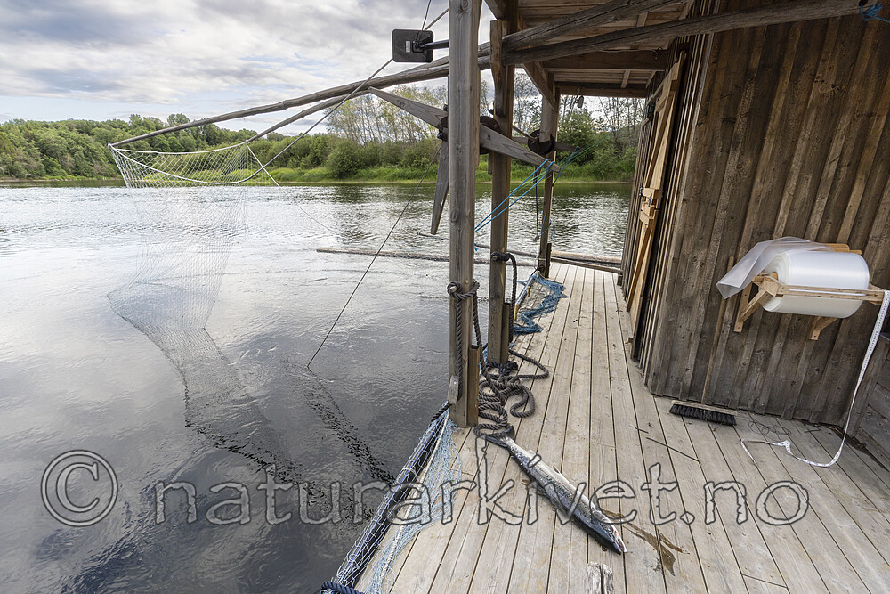 KA_250624_25 / Salmo salar / Laks