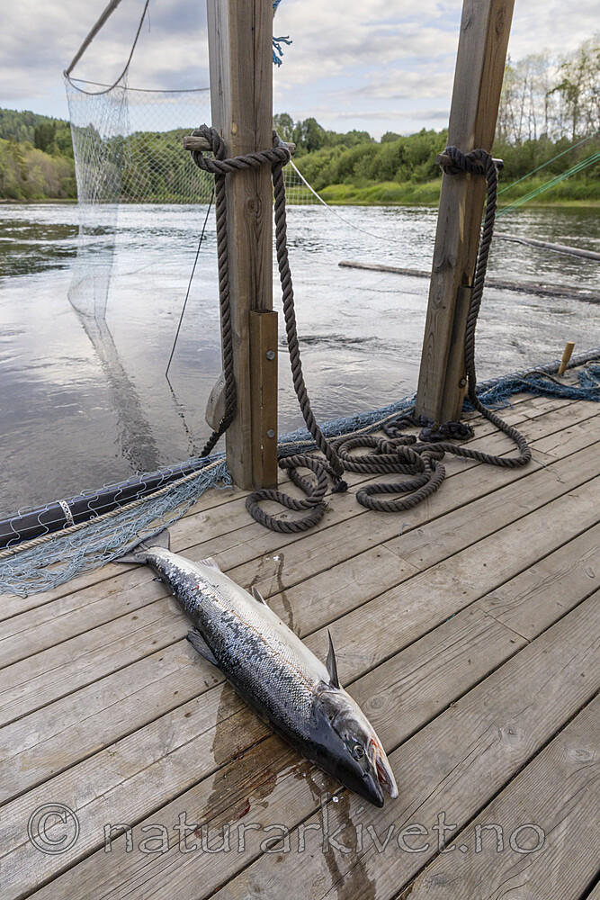 KA_250624_27 / Salmo salar / Laks