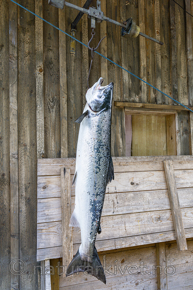 KA_250624_29 / Salmo salar / Laks